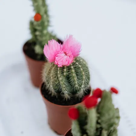 Pelion Mare Near The Sea Διαμέρισμα