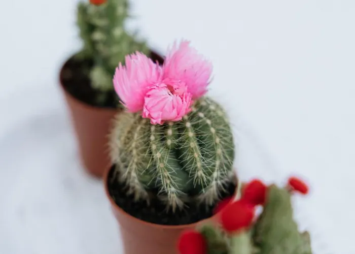 Pelion Mare Near The Sea Daire